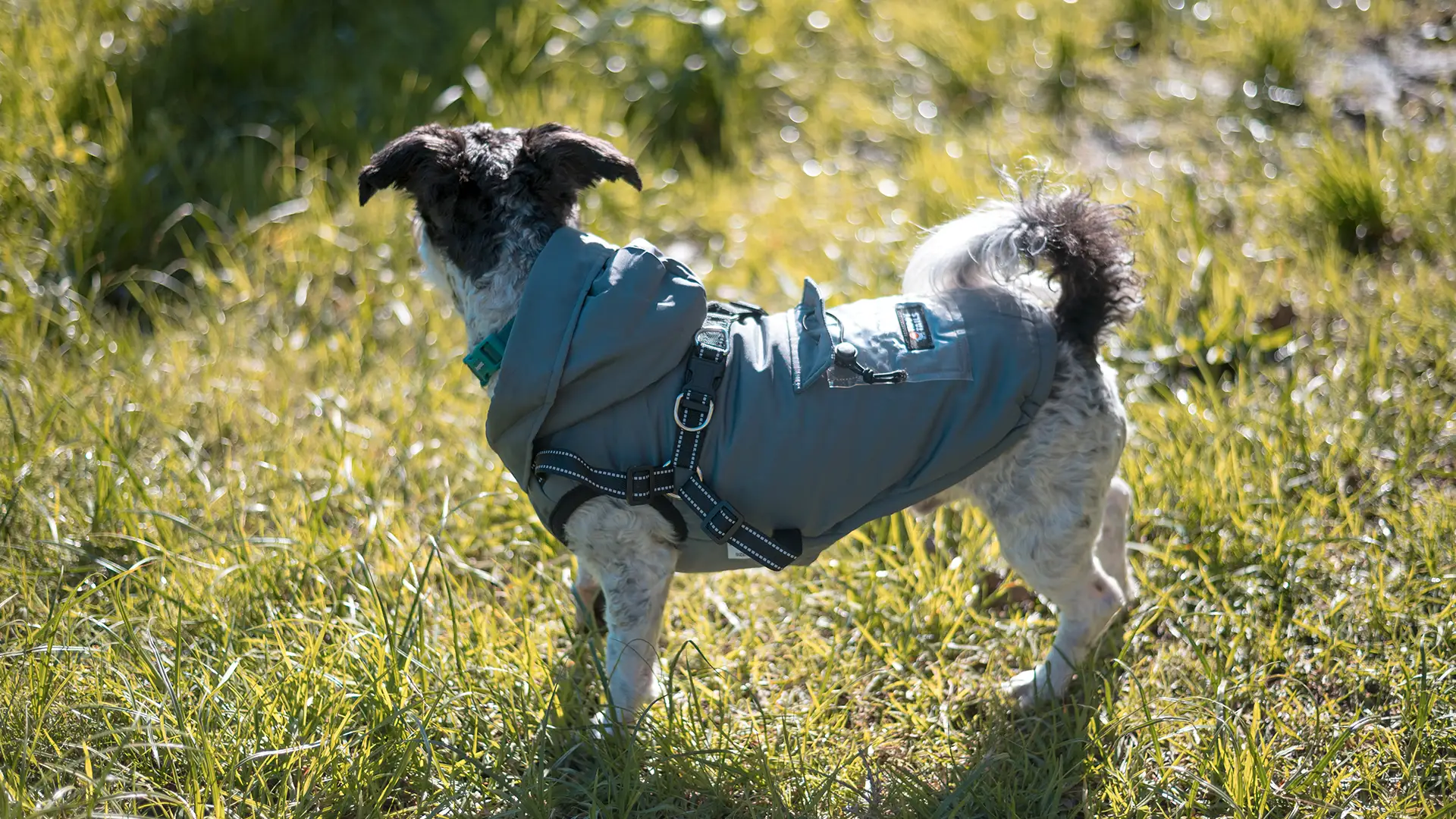 Tippy Tails All-Weather Jacket detail