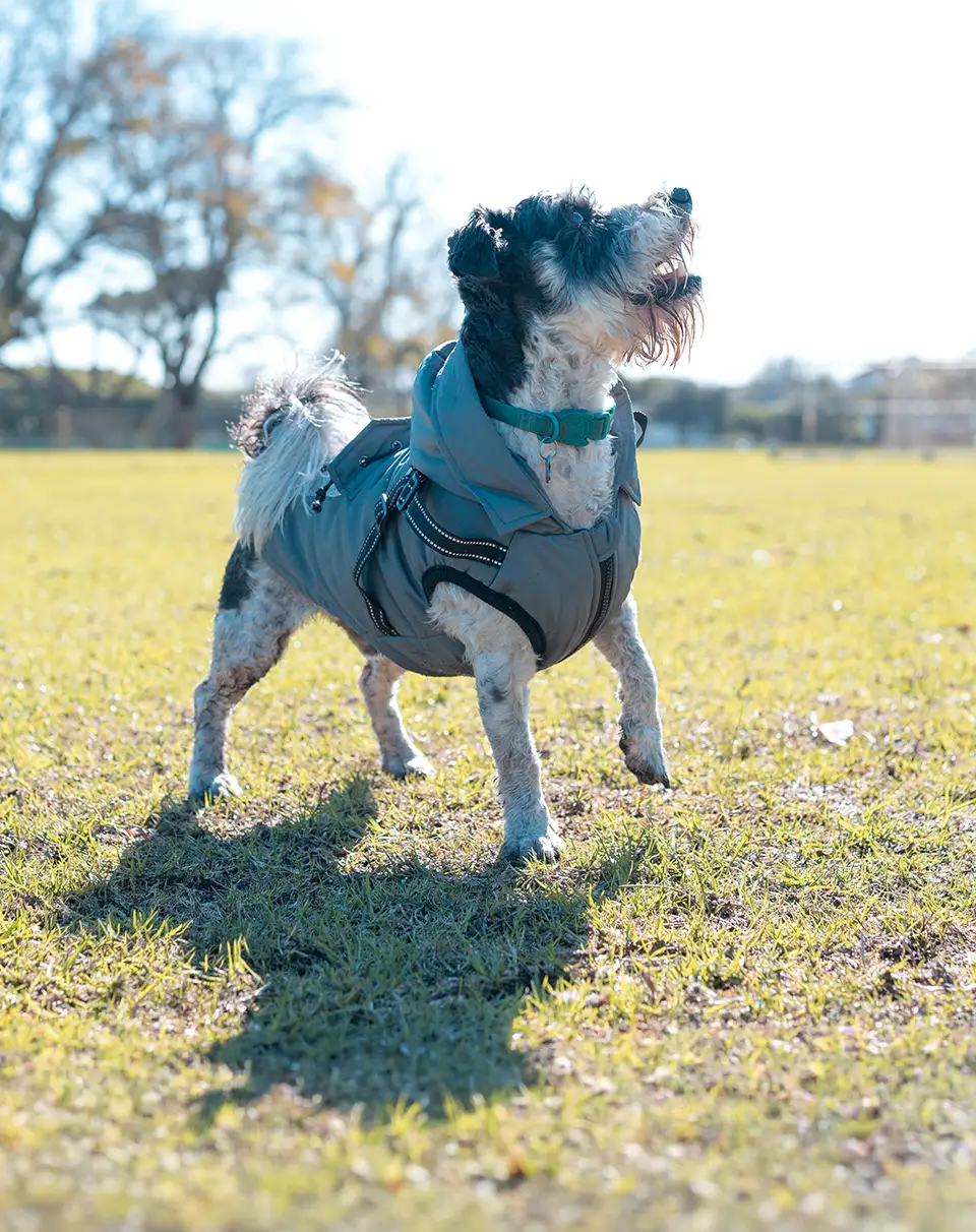 Tippy Tails All-Weather Jacket, Cloud Grey, front view