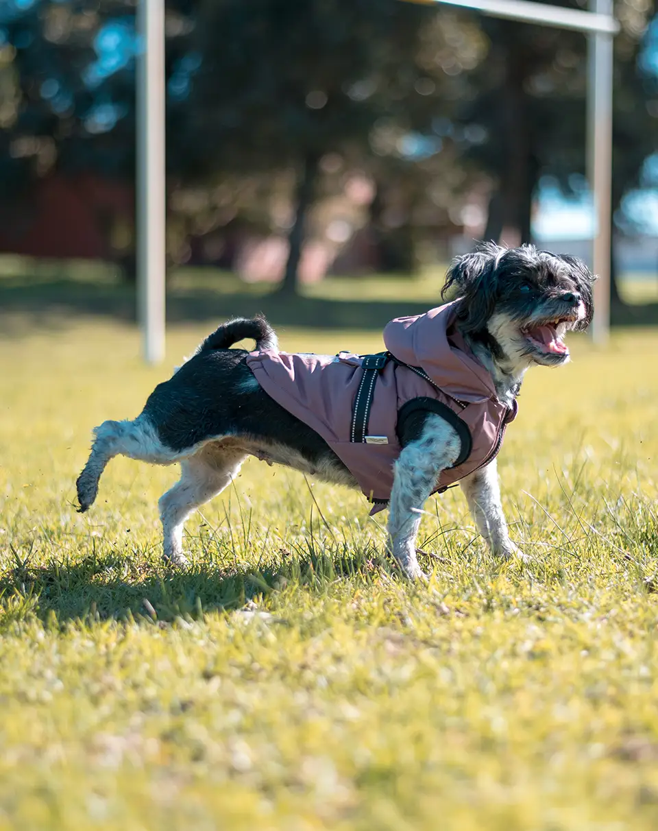 Tippy Tails All-Weather Jacket, Sugar Plum, front view