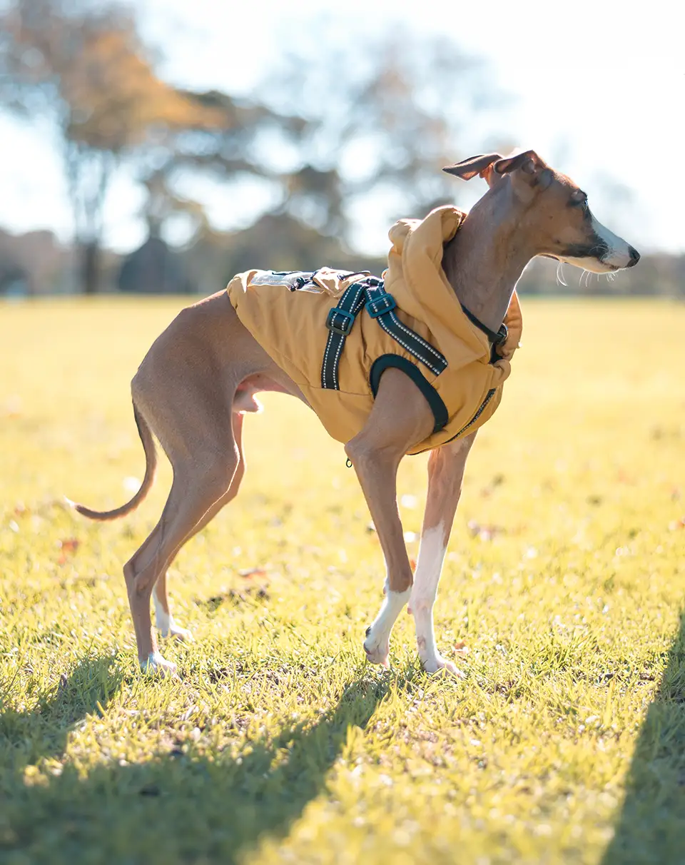 Tippy Tails All-Weather Jacket, Sunshine Yellow, front view